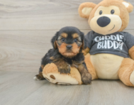 6 week old Yorkie Chon Puppy For Sale - Puppy Love PR