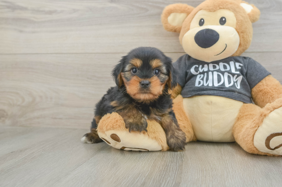 7 week old Yorkie Chon Puppy For Sale - Puppy Love PR