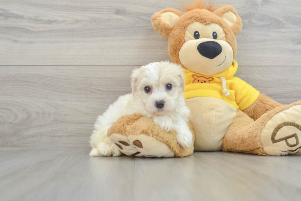 Playful Yo Chon Designer Puppy