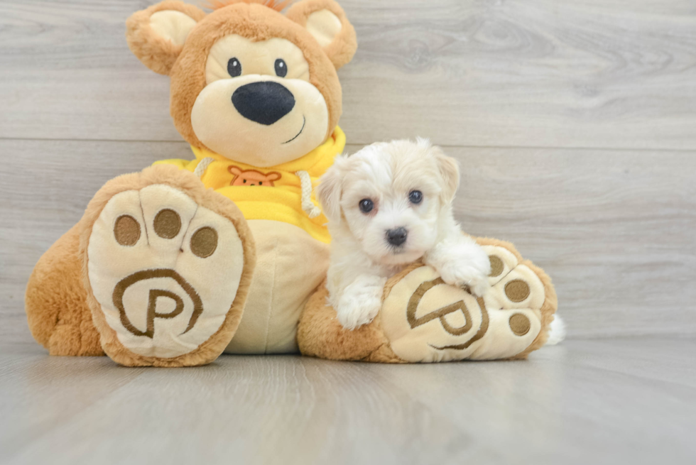 Yorkie Chon Pup Being Cute