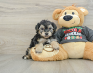 5 week old Yorkie Chon Puppy For Sale - Puppy Love PR