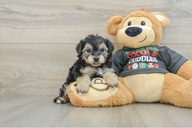 Meet Derek - our Yorkie Chon Puppy Photo 1/3 - Puppy Love PR Funny Yorkie Chon Designer Pup
