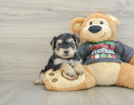 5 week old Yorkie Chon Puppy For Sale - Puppy Love PR