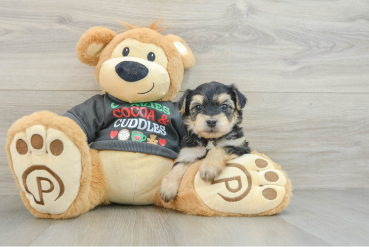 Meet Diego - our Yorkie Chon Puppy Photo 1/3 - Puppy Love PR Adorable Yorkshire Frise Designer Puppy