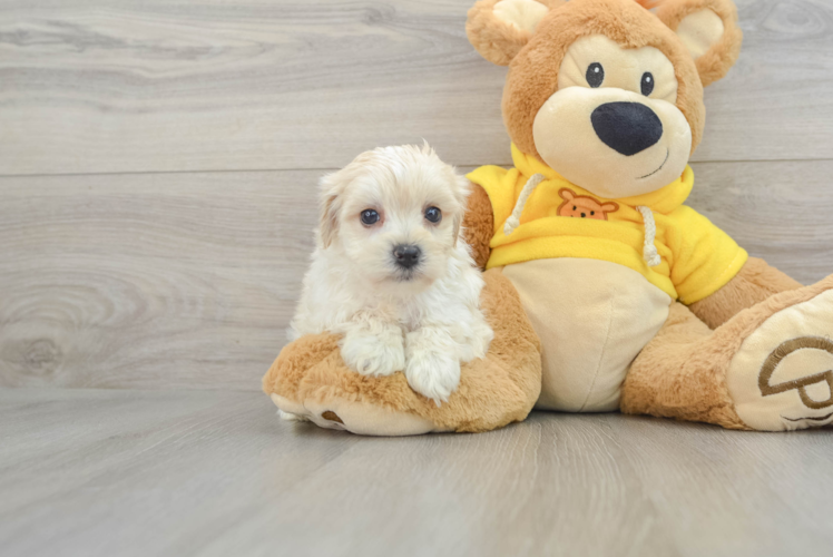 Meet Donovan - our Yorkie Chon Puppy Photo 1/3 - Puppy Love PR Adorable Yorkshire Frise Designer Puppy