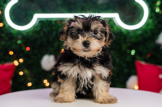 Cute Yorkshire Frise Designer Puppy