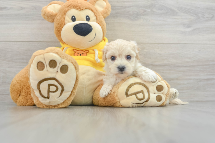 Meet Doug - our Yorkie Chon Puppy Photo 1/3 - Puppy Love PR Best Yorkie Chon Baby