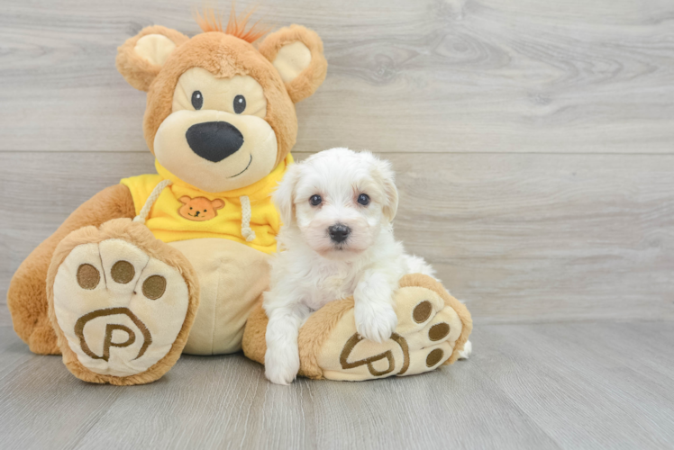 Meet Elmo - our Yorkie Chon Puppy Photo 1/3 - Puppy Love PR Best Yorkie Chon Baby