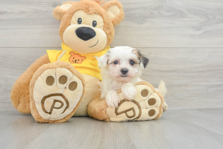 Meet Elsa - our Yorkie Chon Puppy Photo 1/3 - Puppy Love PR Yorkie Chon Puppy for Adoption