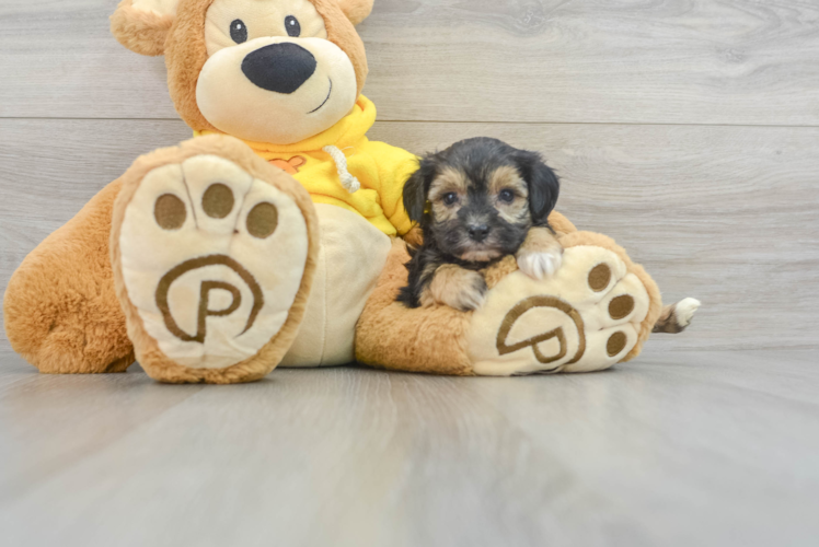 Meet Emmy - our Yorkie Chon Puppy Photo 1/3 - Puppy Love PR Friendly Yorkie Chon Baby