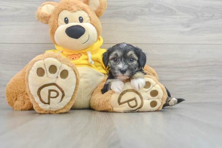 Meet Erika - our Yorkie Chon Puppy Photo 1/3 - Puppy Love PR Happy Yorkie Chon Baby