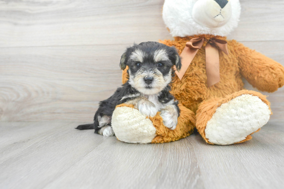Yorkie Chon Puppy for Adoption