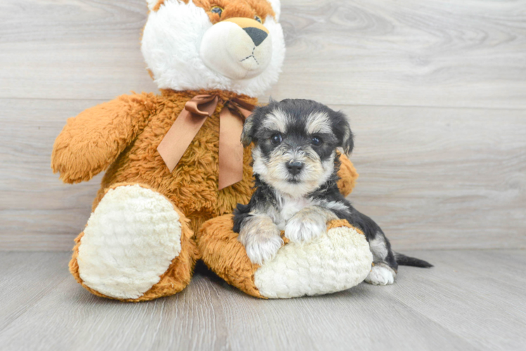 Meet Ewok - our Yorkie Chon Puppy Photo 1/3 - Puppy Love PR Best Yorkie Chon Baby