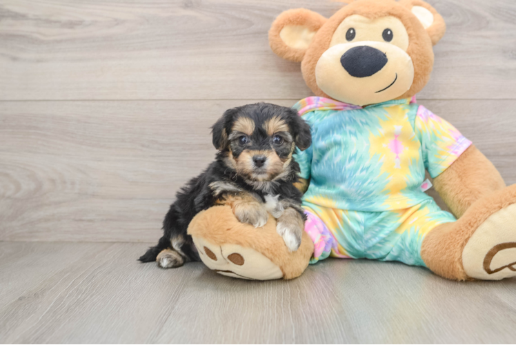 Best Yorkie Chon Baby