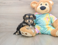 5 week old Yorkie Chon Puppy For Sale - Puppy Love PR