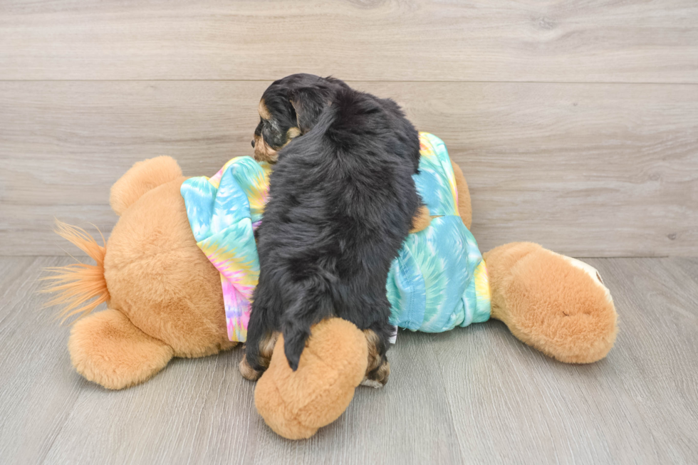 Popular Yorkie Chon Designer Pup