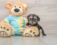 5 week old Yorkie Chon Puppy For Sale - Puppy Love PR