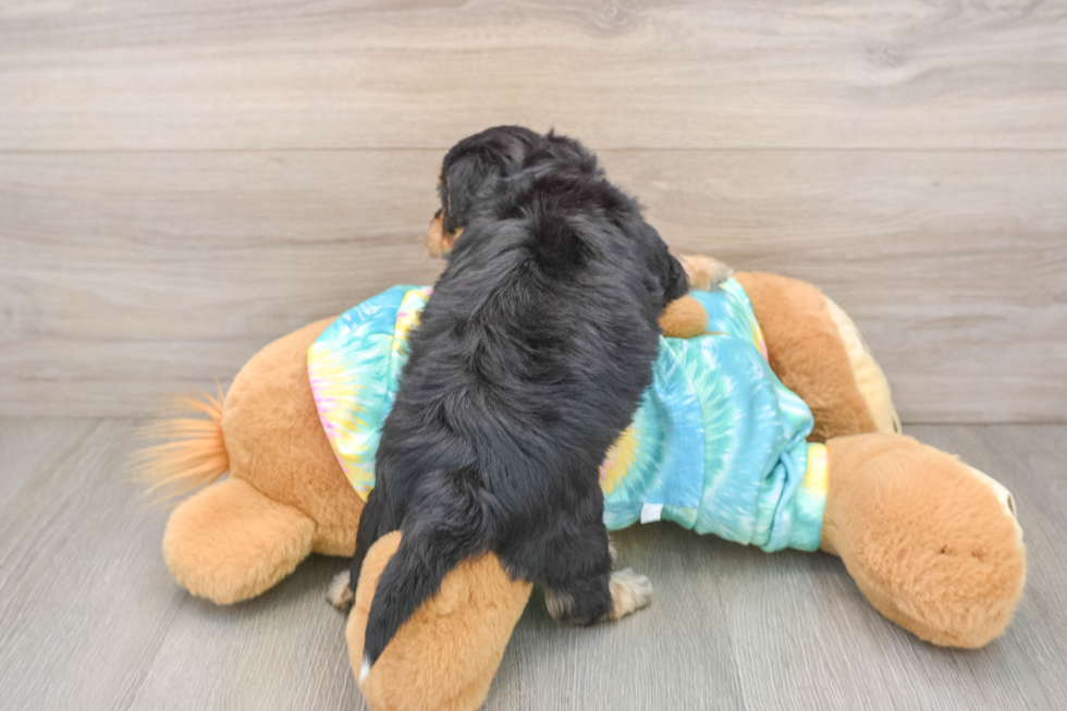 Yorkie Chon Puppy for Adoption