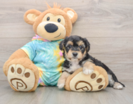 5 week old Yorkie Chon Puppy For Sale - Puppy Love PR