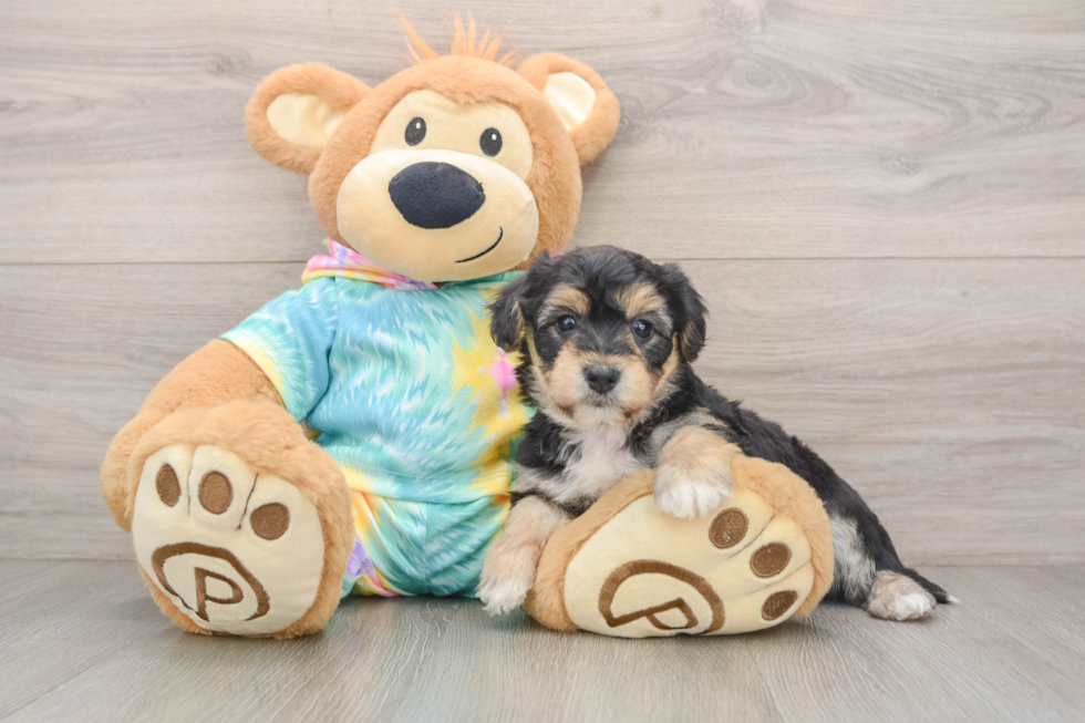 Yorkie Chon Puppy for Adoption