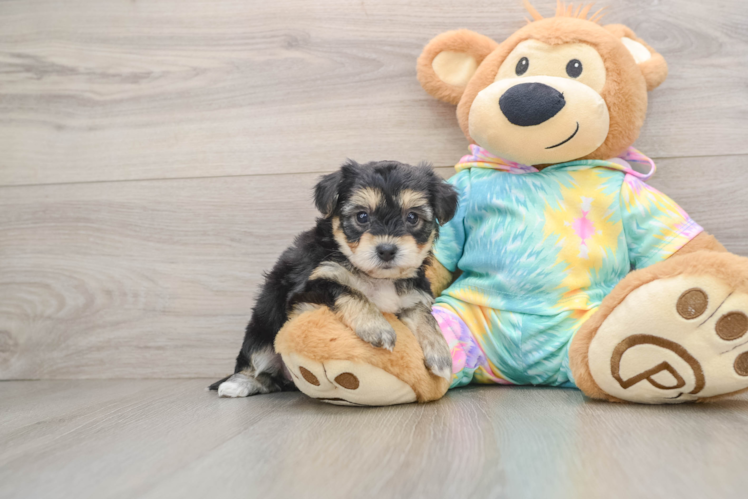 Funny Yorkie Chon Designer Pup