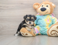8 week old Yorkie Chon Puppy For Sale - Puppy Love PR