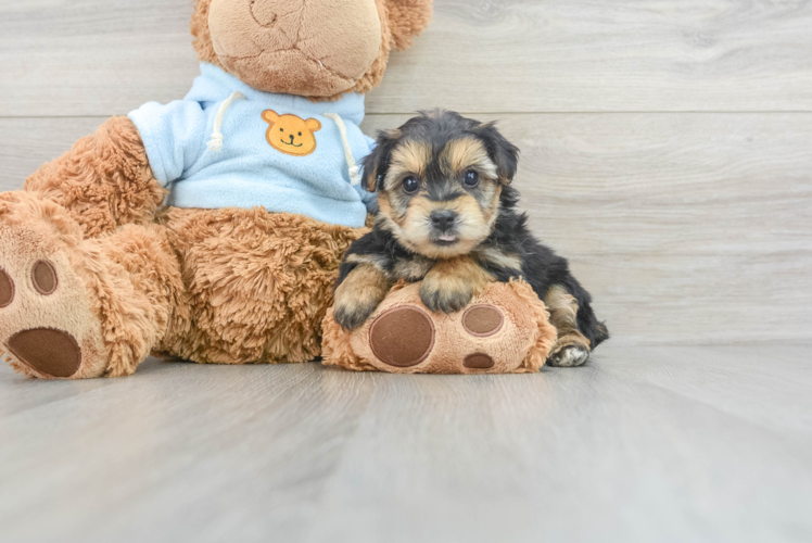 Meet Grace - our Yorkie Chon Puppy Photo 1/3 - Puppy Love PR Small Yorkie Chon Baby