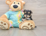 8 week old Yorkie Chon Puppy For Sale - Puppy Love PR