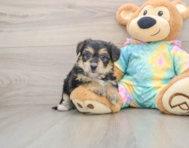 5 week old Yorkie Chon Puppy For Sale - Puppy Love PR