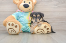 Best Yorkie Chon Baby