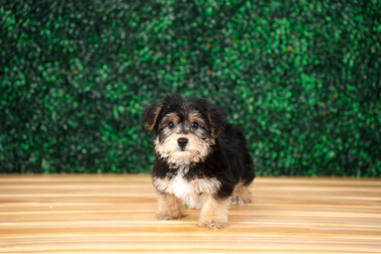 Best Yorkie Chon Baby