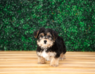 10 week old Yorkie Chon Puppy For Sale - Puppy Love PR