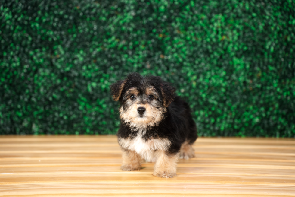 Best Yorkie Chon Baby