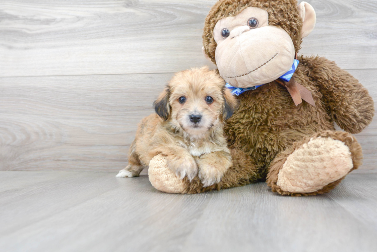 Meet Henley - our Yorkie Chon Puppy Photo 1/3 - Puppy Love PR Yorkie Chon Pup Being Cute