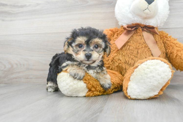 Meet Hud - our Yorkie Chon Puppy Photo 1/3 - Puppy Love PR Playful Yo Chon Designer Puppy