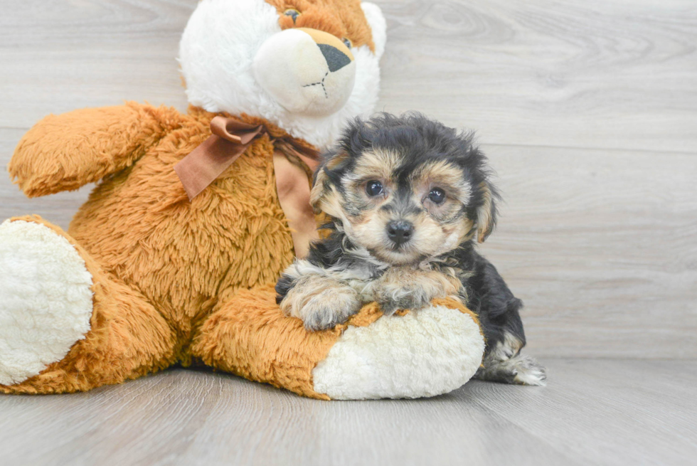 Yorkie Chon Puppy for Adoption