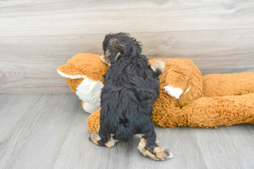 Yorkie Chon Puppy for Adoption