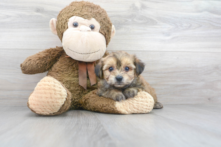 Meet Johnny - our Yorkie Chon Puppy Photo 1/3 - Puppy Love PR Cute Yorkie Chon Baby