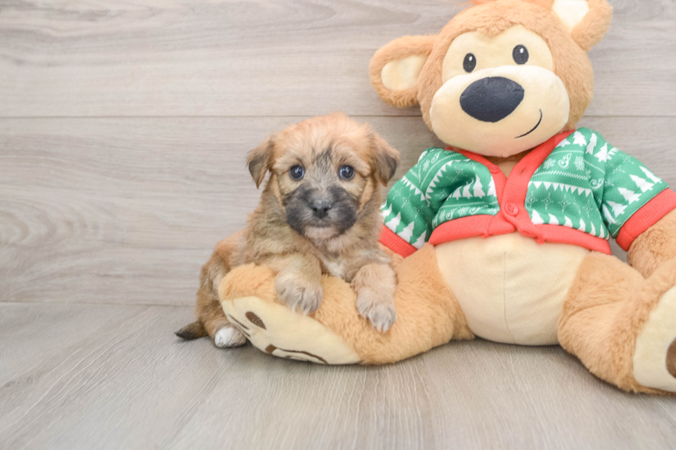 Funny Yorkie Chon Designer Pup