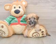 6 week old Yorkie Chon Puppy For Sale - Puppy Love PR