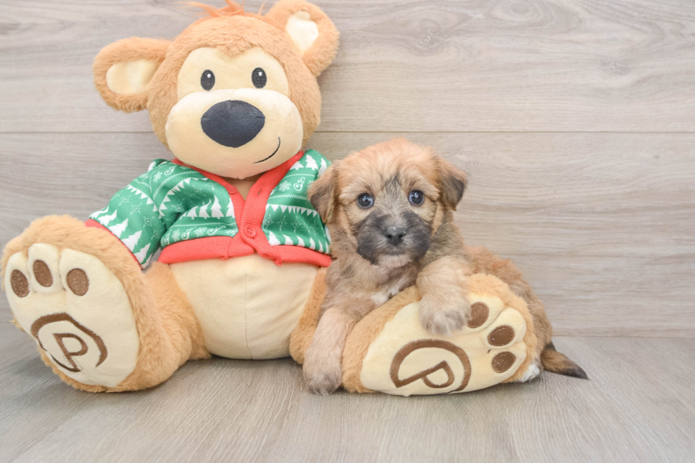 Yorkie Chon Puppy for Adoption