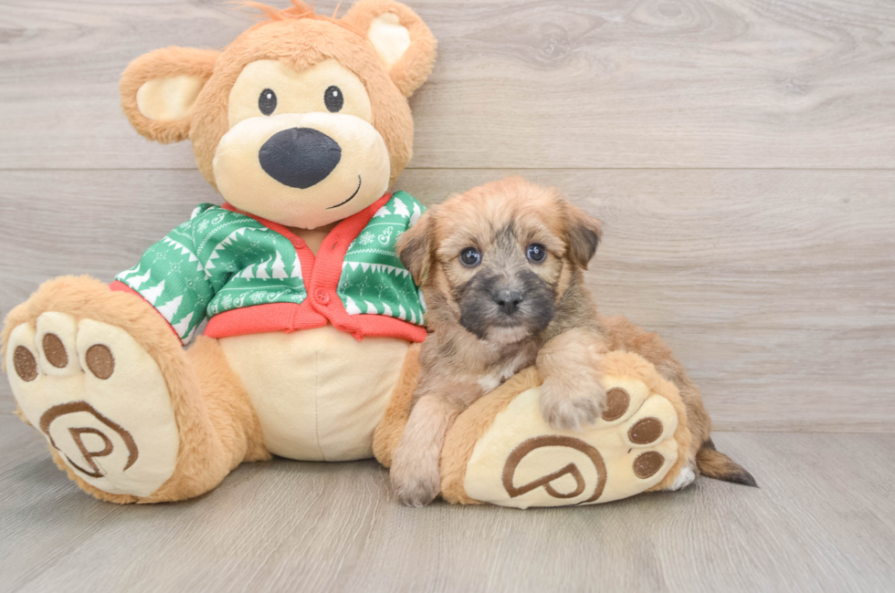 5 week old Yorkie Chon Puppy For Sale - Puppy Love PR