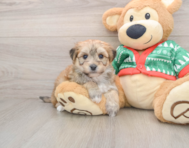 6 week old Yorkie Chon Puppy For Sale - Puppy Love PR