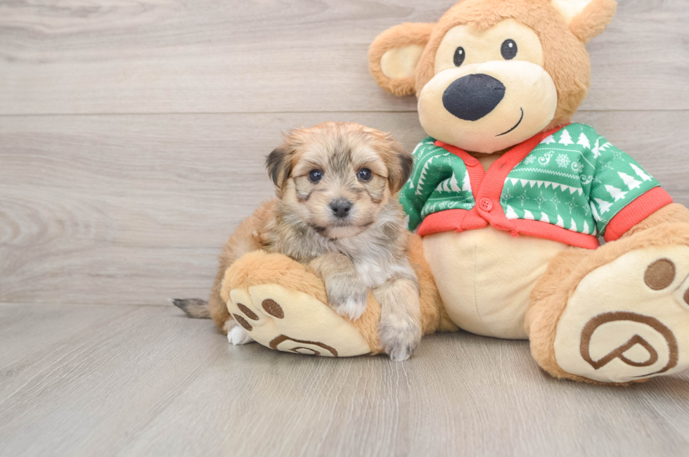 5 week old Yorkie Chon Puppy For Sale - Puppy Love PR