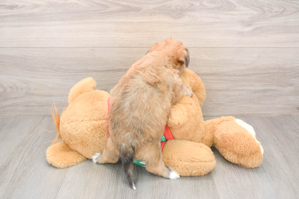 Energetic Yorkichon Designer Puppy