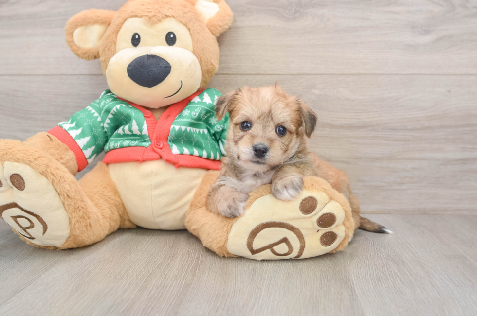 5 week old Yorkie Chon Puppy For Sale - Puppy Love PR