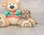 7 week old Yorkie Chon Puppy For Sale - Puppy Love PR