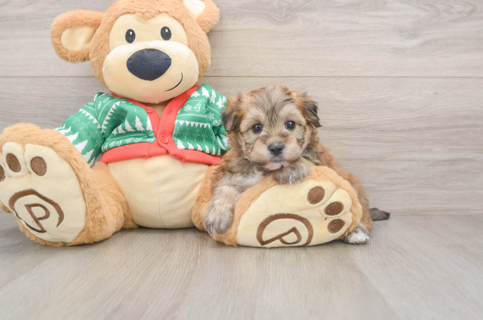 5 week old Yorkie Chon Puppy For Sale - Puppy Love PR