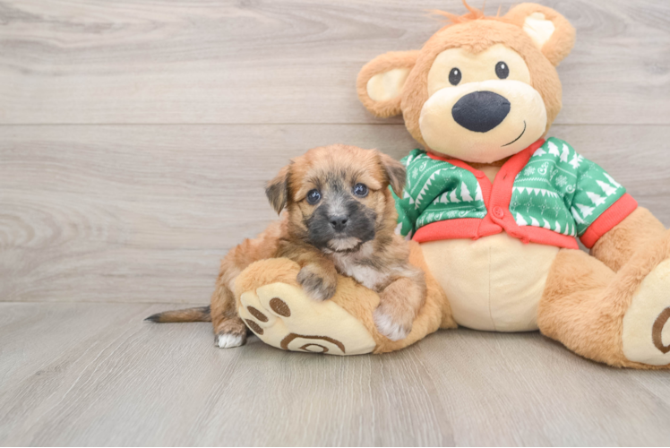 Yorkie Chon Pup Being Cute