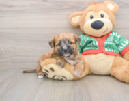 8 week old Yorkie Chon Puppy For Sale - Puppy Love PR